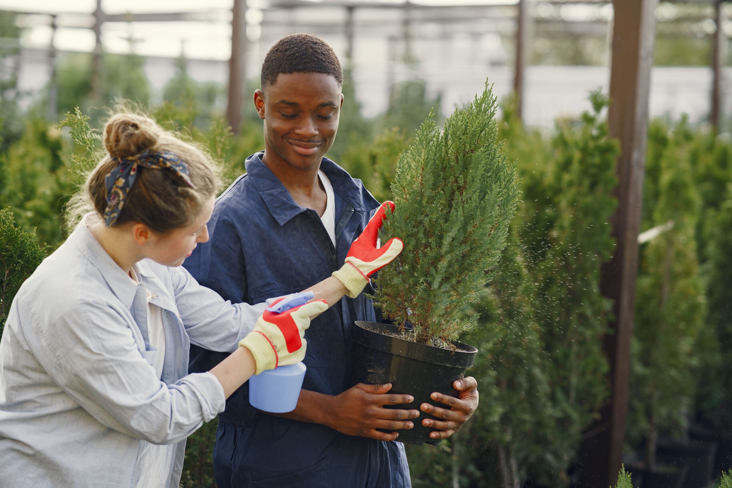 Two gardeners watering a pot plant in a nursery, highlighting teamwork in horticulture.